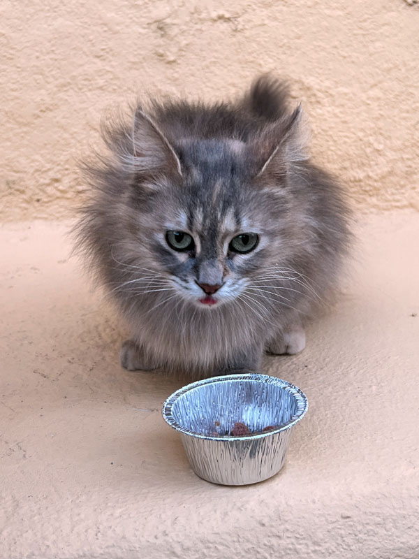 Eine der vielen Strassenkatzen, die froh über jede leckere Mahlzeit ist. Normalerweise sind es leider Abfälle aus der Mülltonne, die sie tagtäglich über die Runde bringen.